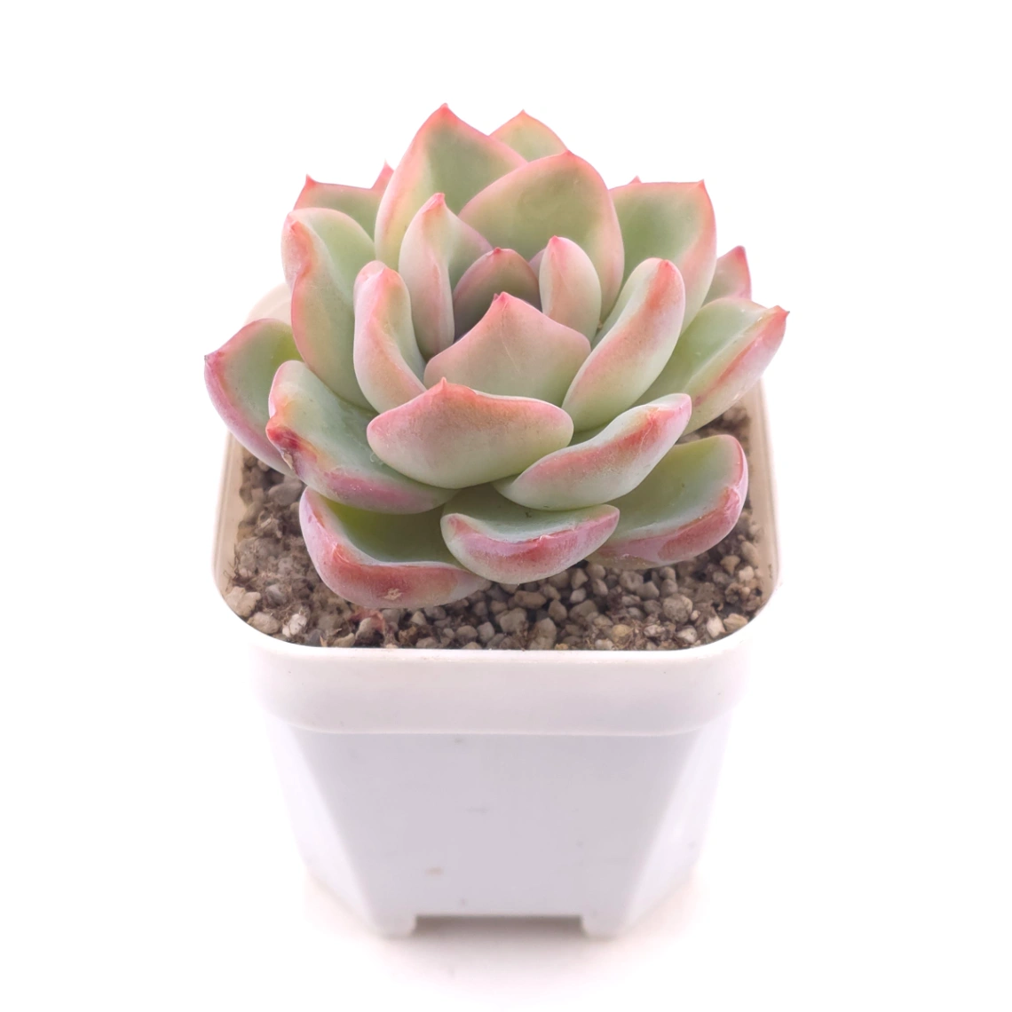 Echeveria ‘Amabeier’ / ‘Amabile’ | 油泡芙 thumbnail 2