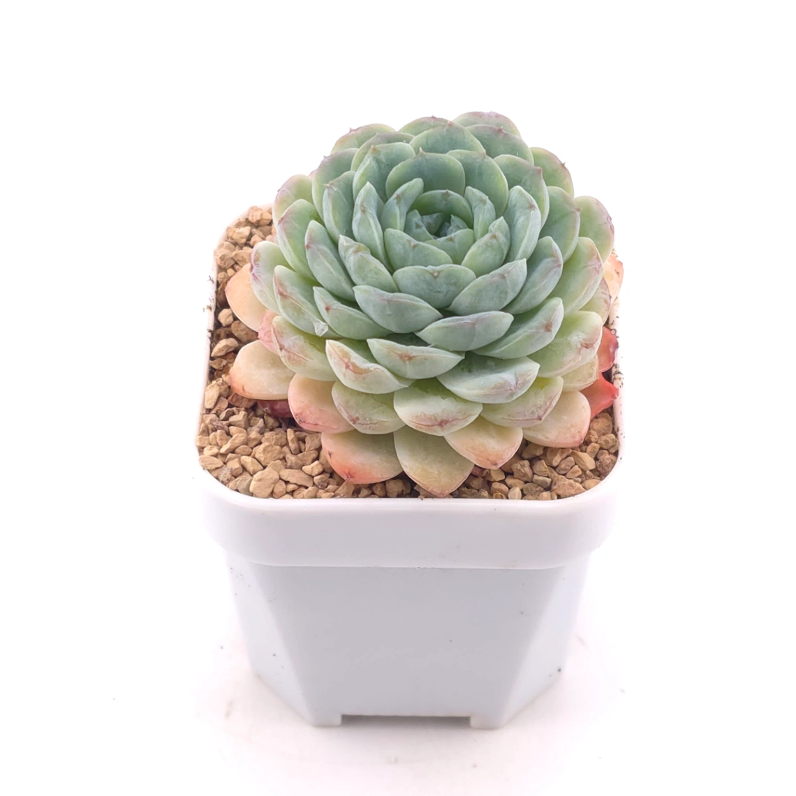 Echeveria 'Ametrine' | 紫黃晶 thumbnail 2