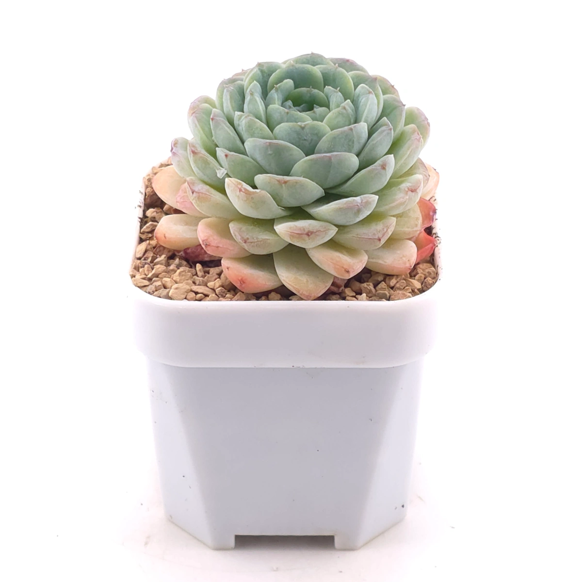 Echeveria 'Ametrine' | 紫黃晶 thumbnail 3