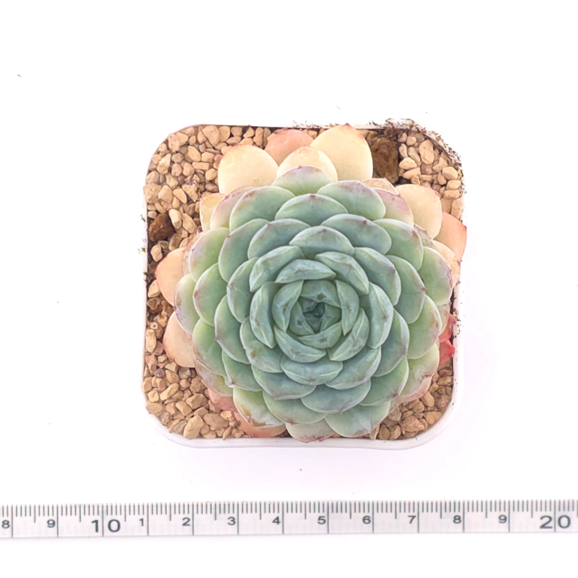 Echeveria 'Ametrine' | 紫黃晶 thumbnail 4