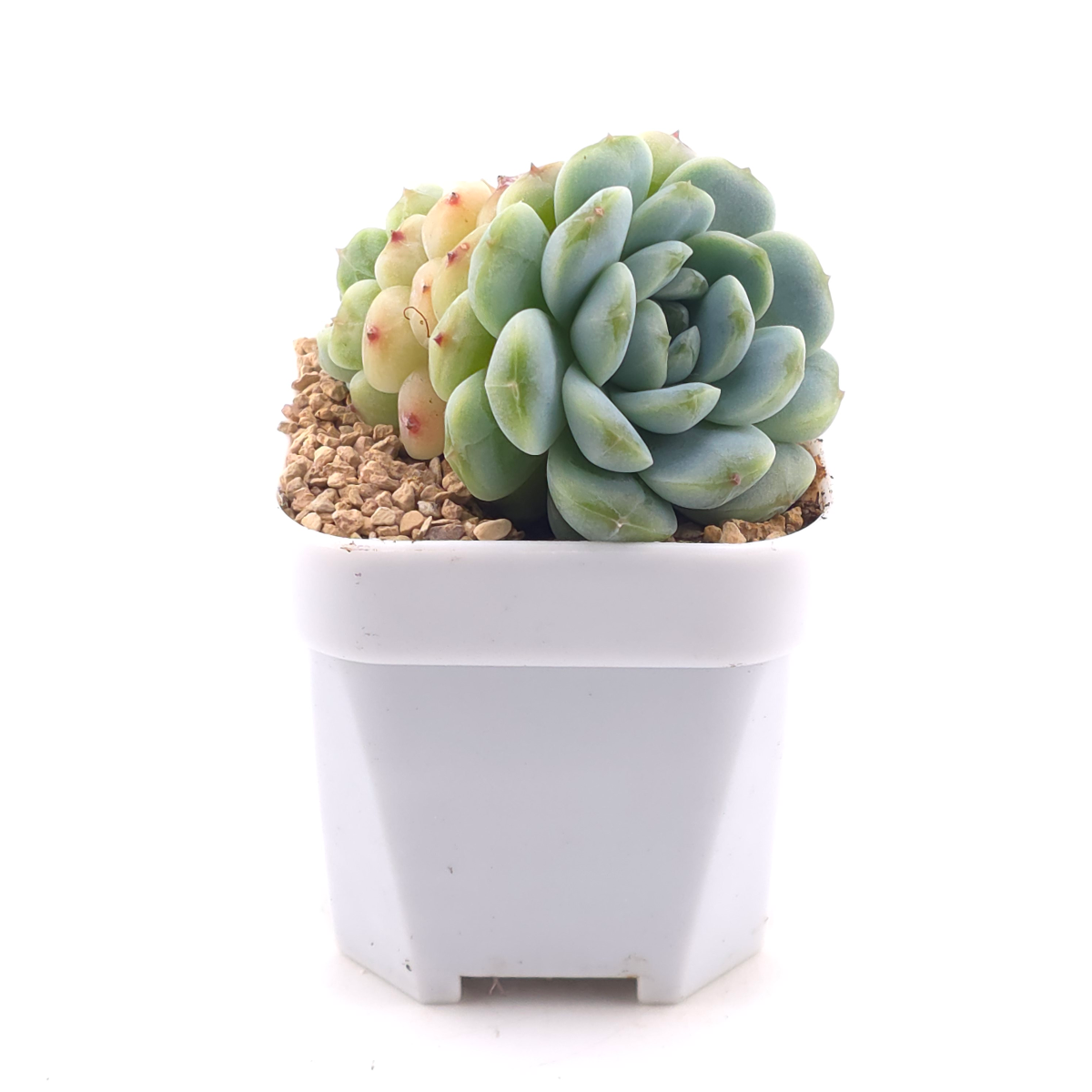 Echeveria 'Apis' | 蜜蜂 thumbnail 3