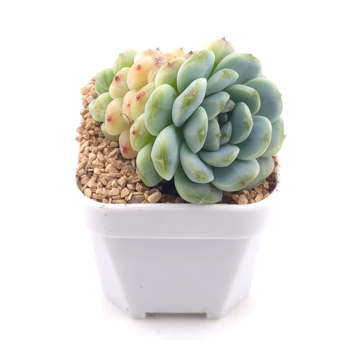 Echeveria 'Apis' | 蜜蜂 thumbnail 2