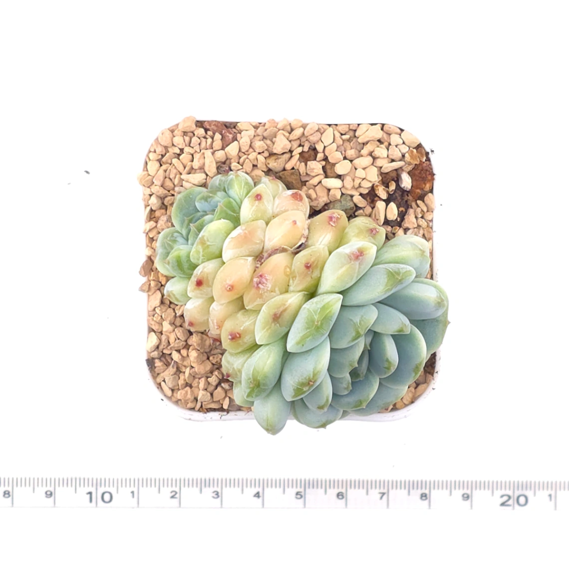 Echeveria 'Apis' | 蜜蜂 thumbnail 4