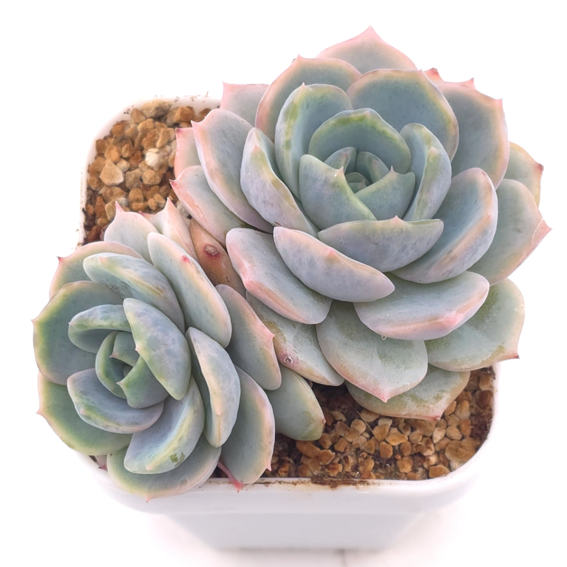 Echeveria ‘Blue Surprise’ | 藍色驚起 - View 1