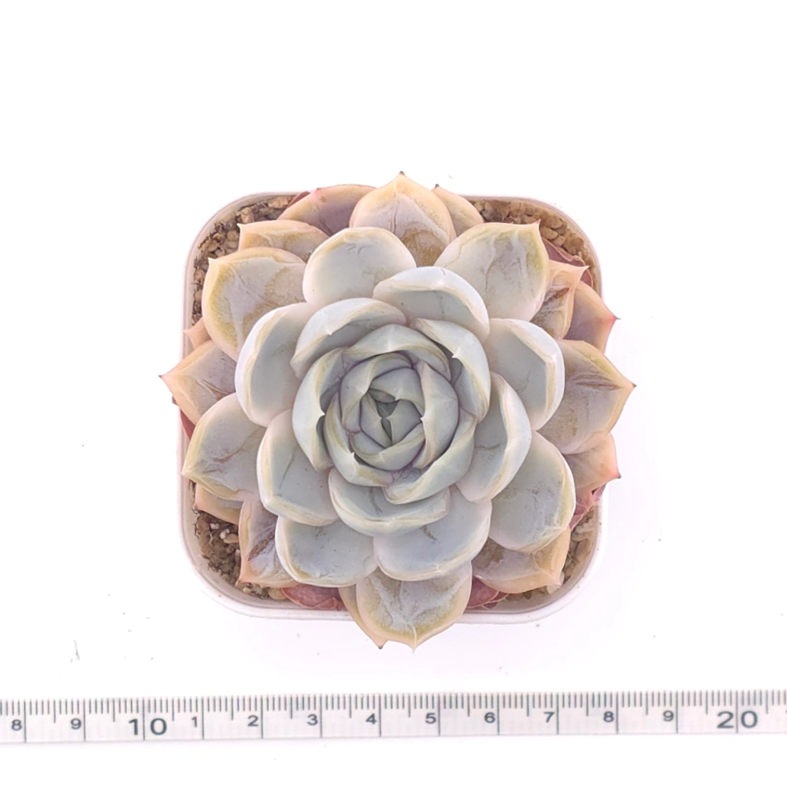 Echeveria ‘Blue Surprise’ | 藍色驚起 thumbnail 4