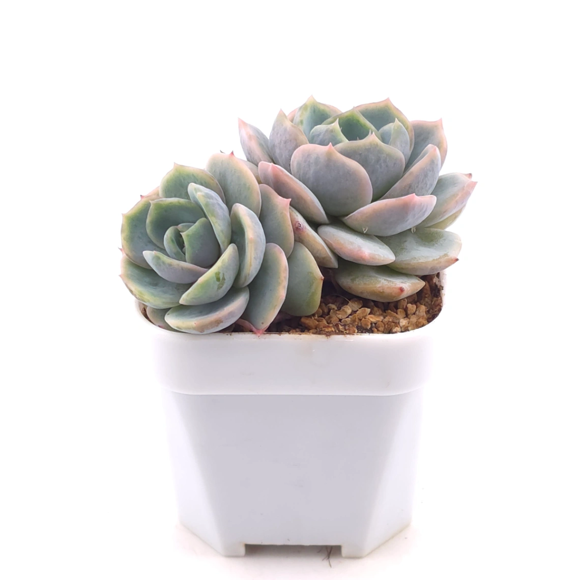 Echeveria ‘Blue Surprise’ | 藍色驚起 thumbnail 3