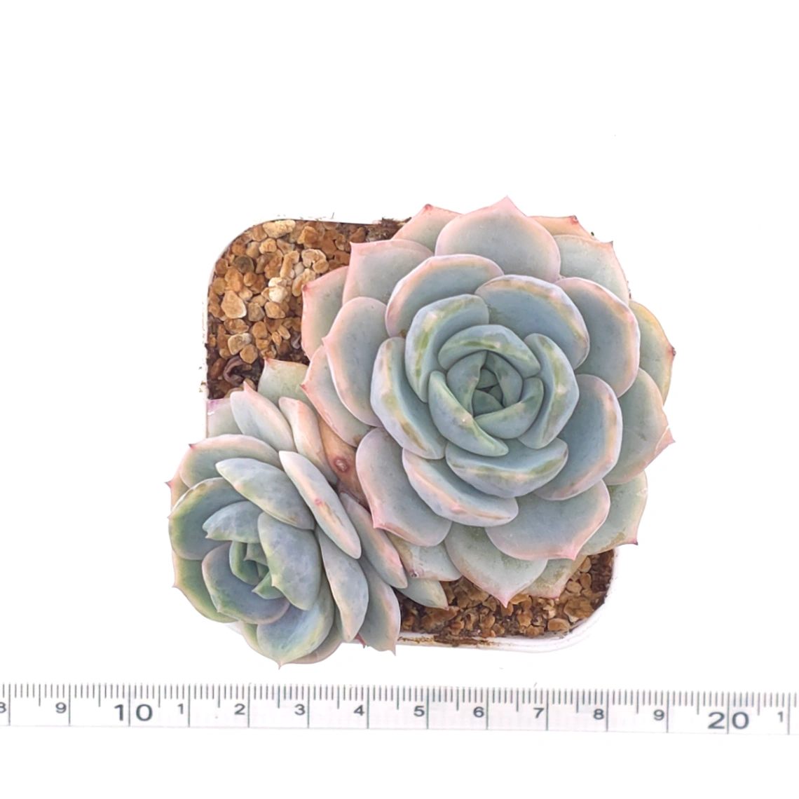 Echeveria ‘Blue Surprise’ | 藍色驚起 thumbnail 4