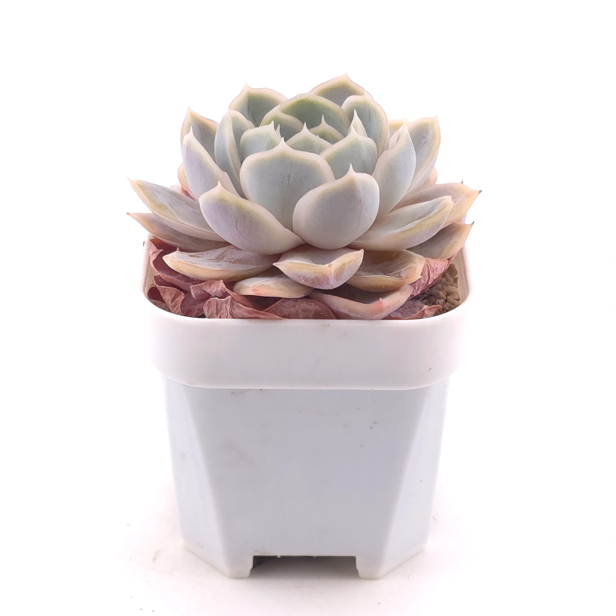 Echeveria ‘Blue Surprise’ | 藍色驚起 thumbnail 3