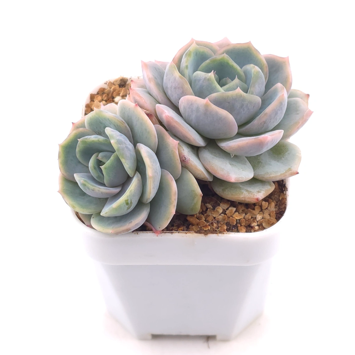Echeveria ‘Blue Surprise’ | 藍色驚起 thumbnail 2