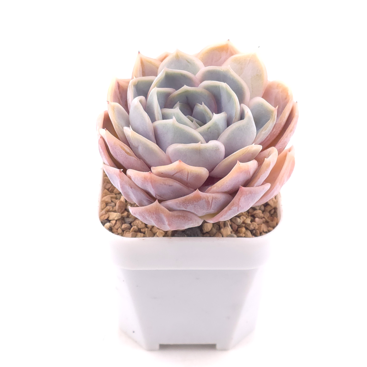 Echeveria ‘Blue Surprise’ | 藍色驚起 thumbnail 2