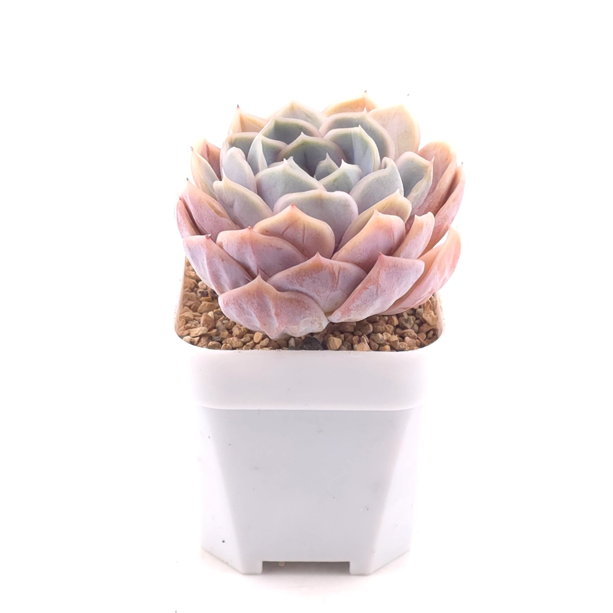 Echeveria ‘Blue Surprise’ | 藍色驚起 thumbnail 3