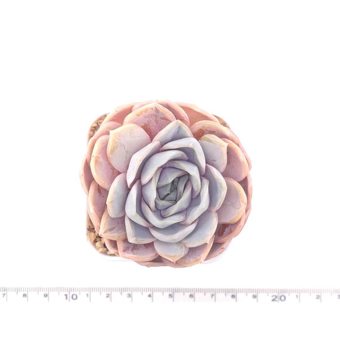 Echeveria ‘Blue Surprise’ | 藍色驚起 thumbnail 4