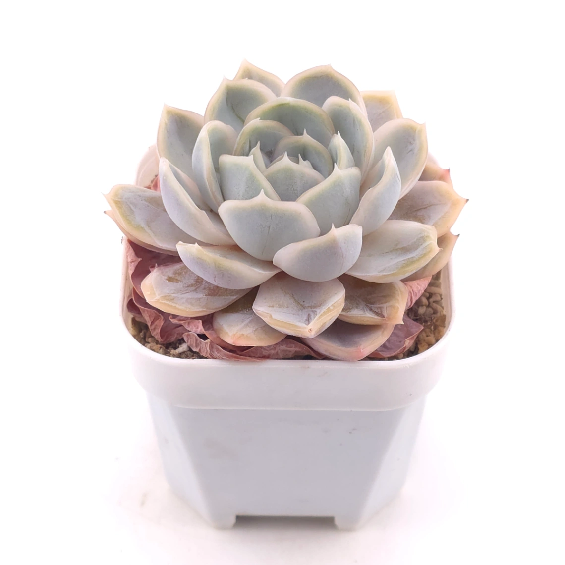 Echeveria ‘Blue Surprise’ | 藍色驚起 thumbnail 2