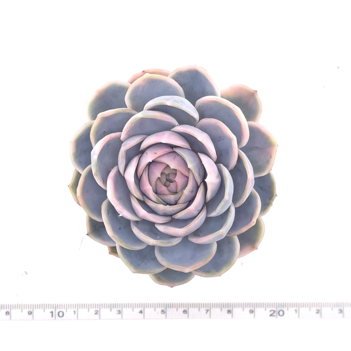 Echeveria ‘Blue Surprise’ variegated | 藍色驚起錦 thumbnail 4