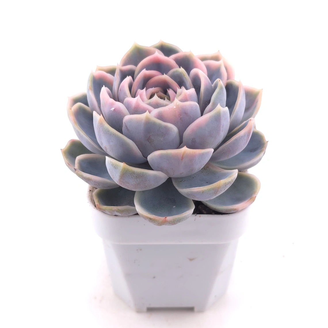 Echeveria ‘Blue Surprise’ variegated | 藍色驚起錦 thumbnail 2