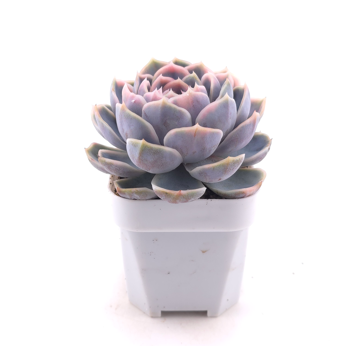 Echeveria ‘Blue Surprise’ variegated | 藍色驚起錦 thumbnail 3