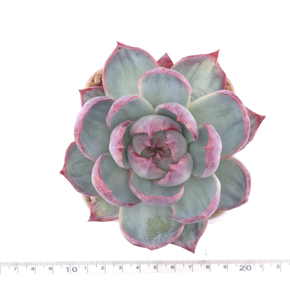 Echeveria ‘Casio’ variegated | 卡西歐錦 thumbnail 4