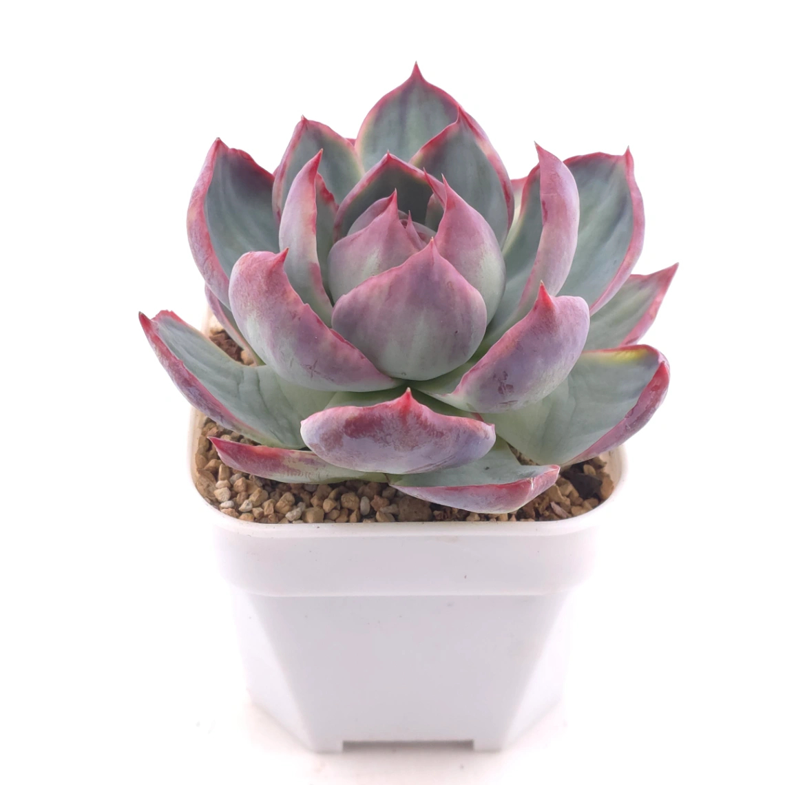 Echeveria ‘Casio’ variegated | 卡西歐錦 thumbnail 2