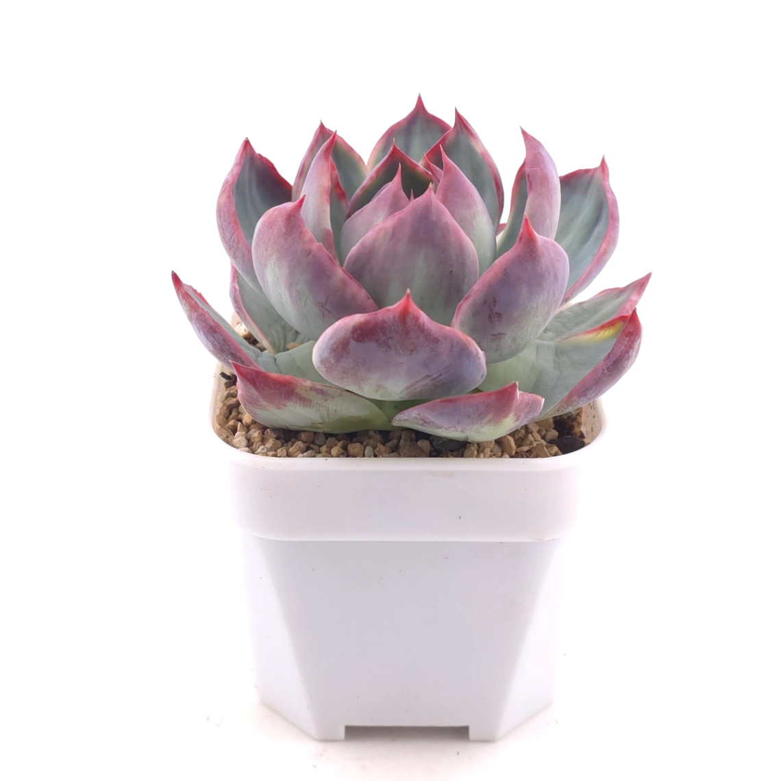 Echeveria ‘Casio’ variegated | 卡西歐錦 thumbnail 3
