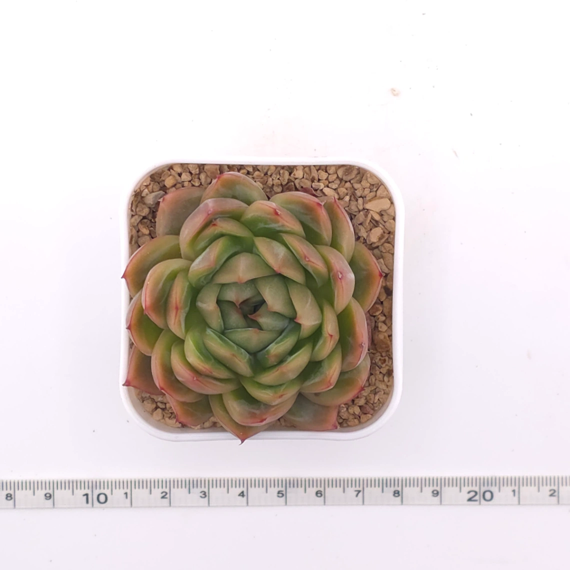 Echeveria ‘Champagne’ | 香檳 thumbnail 4