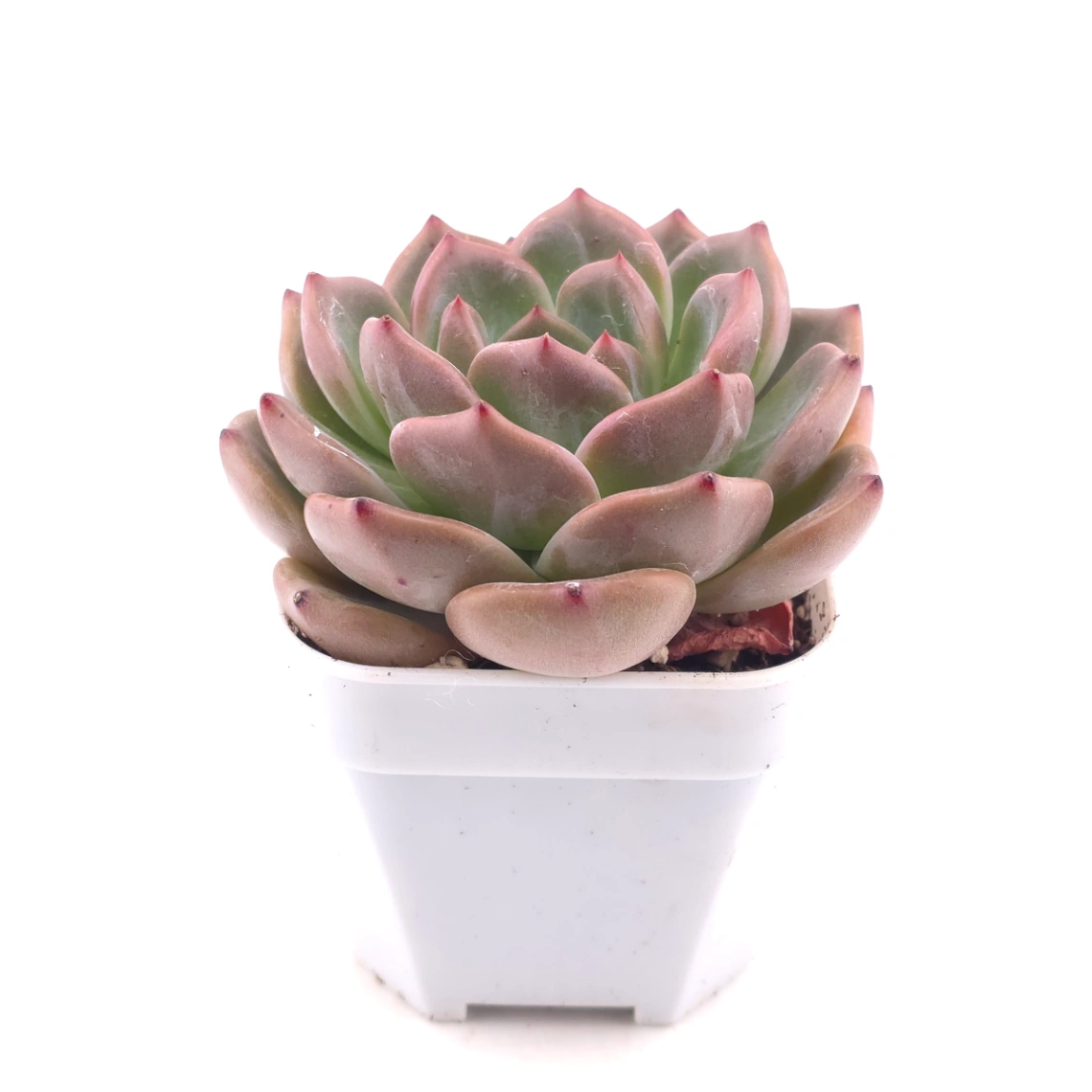 Echeveria ‘Champagne’ | 香檳 thumbnail 3
