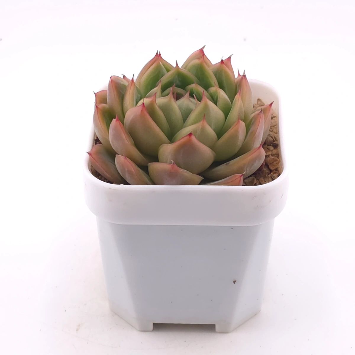 Echeveria ‘Champagne’ | 香檳 thumbnail 3
