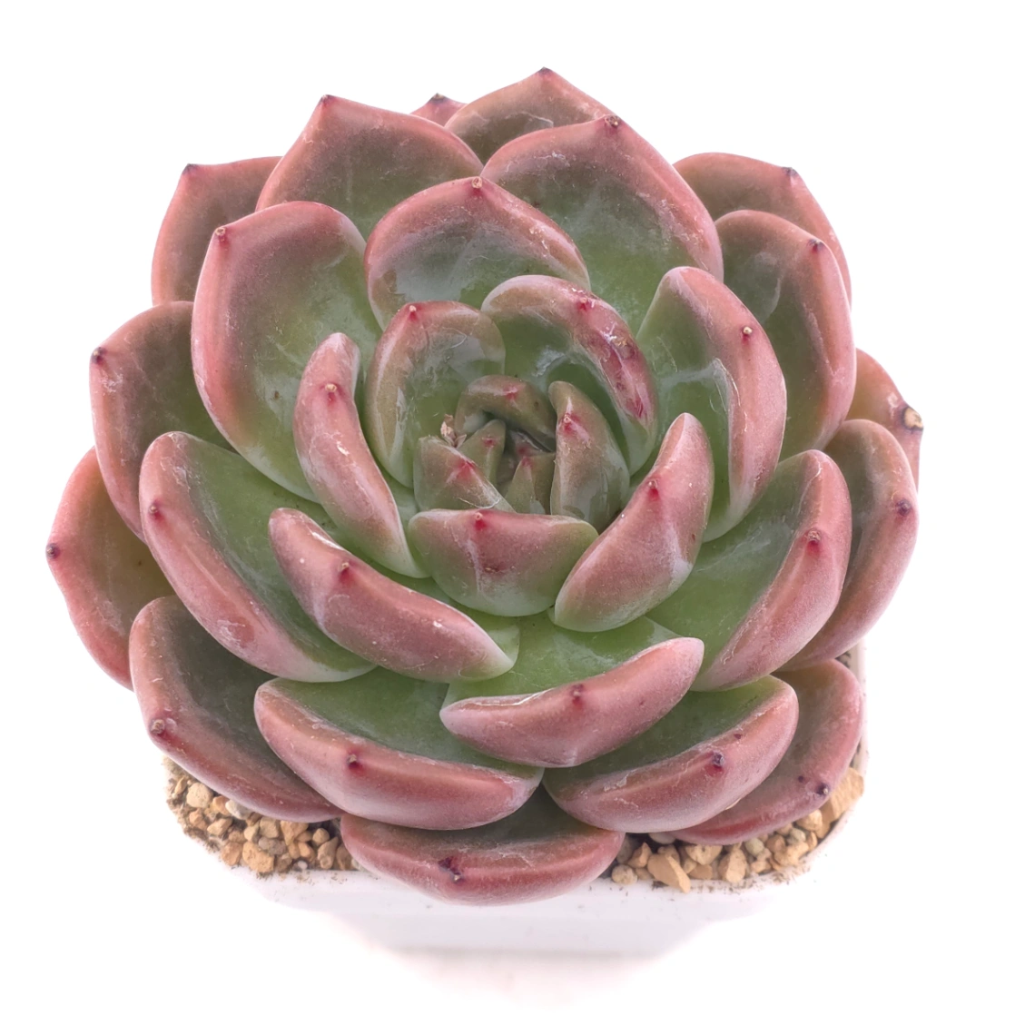 Echeveria ‘Champagne’ | 香檳 - View 1