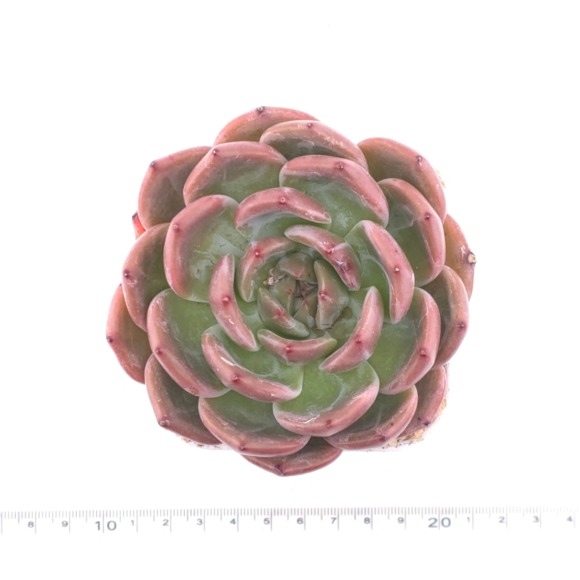 Echeveria ‘Champagne’ | 香檳 thumbnail 4