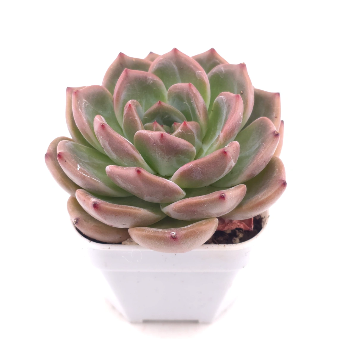 Echeveria ‘Champagne’ | 香檳 thumbnail 2