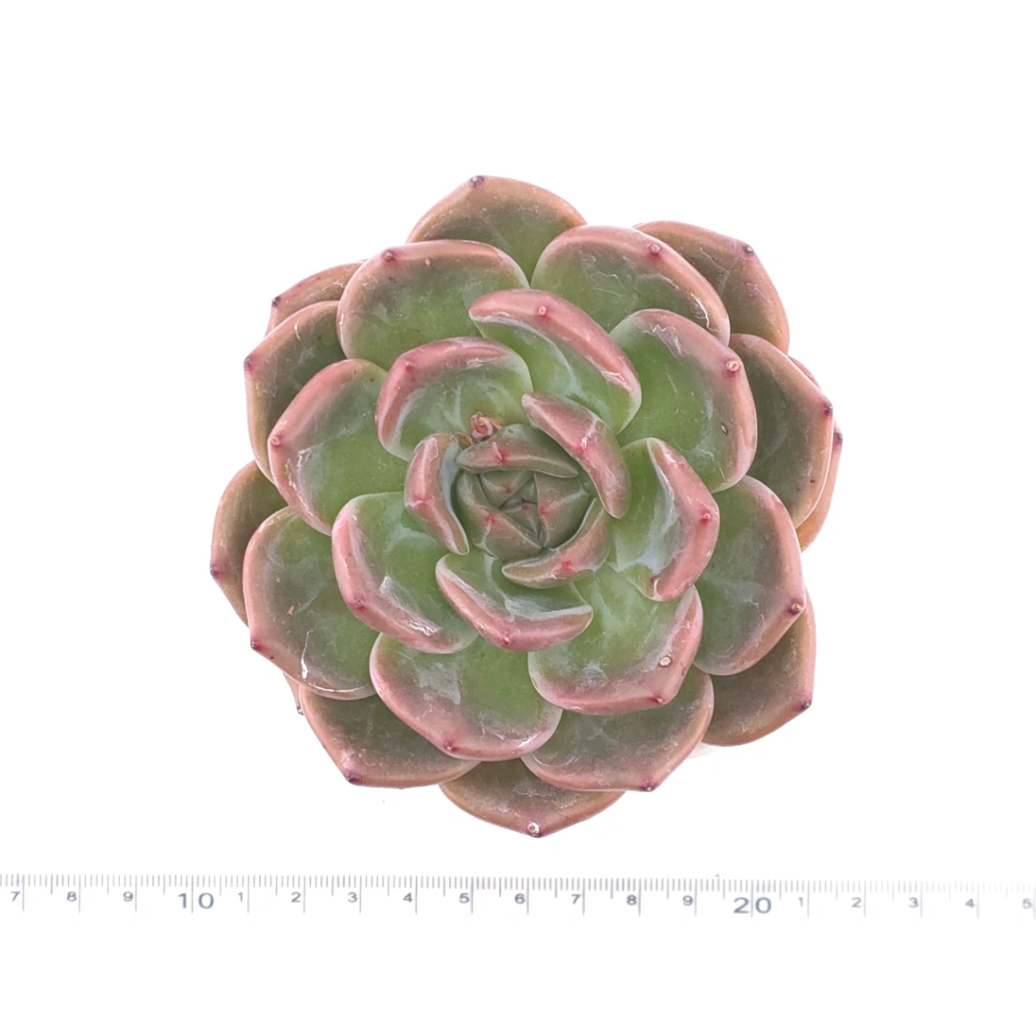 Echeveria ‘Champagne’ | 香檳 thumbnail 4