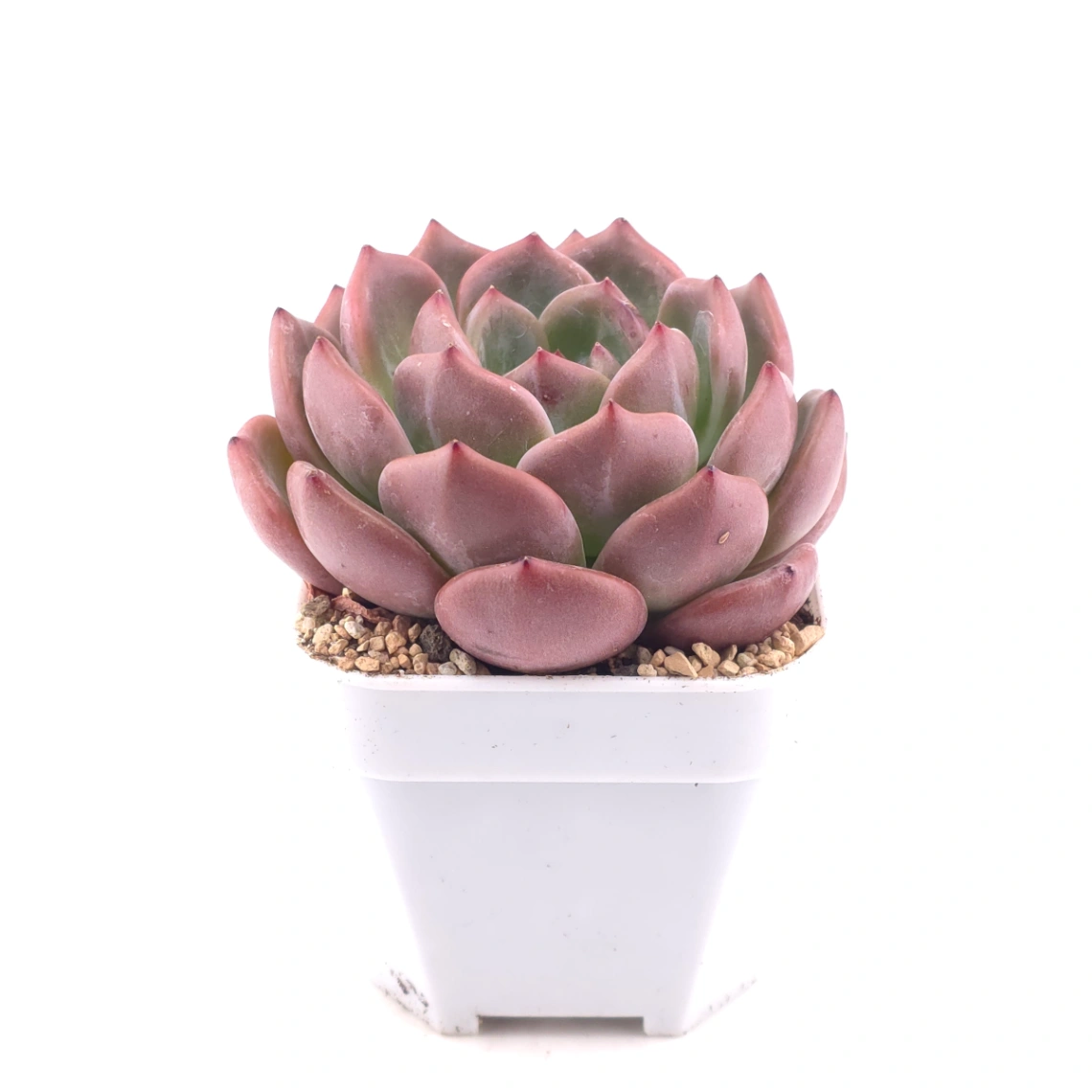 Echeveria ‘Champagne’ | 香檳 thumbnail 3