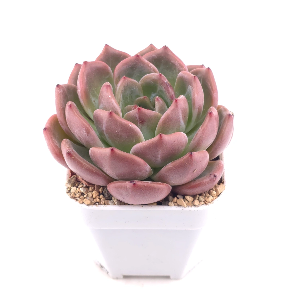 Echeveria ‘Champagne’ | 香檳 thumbnail 2