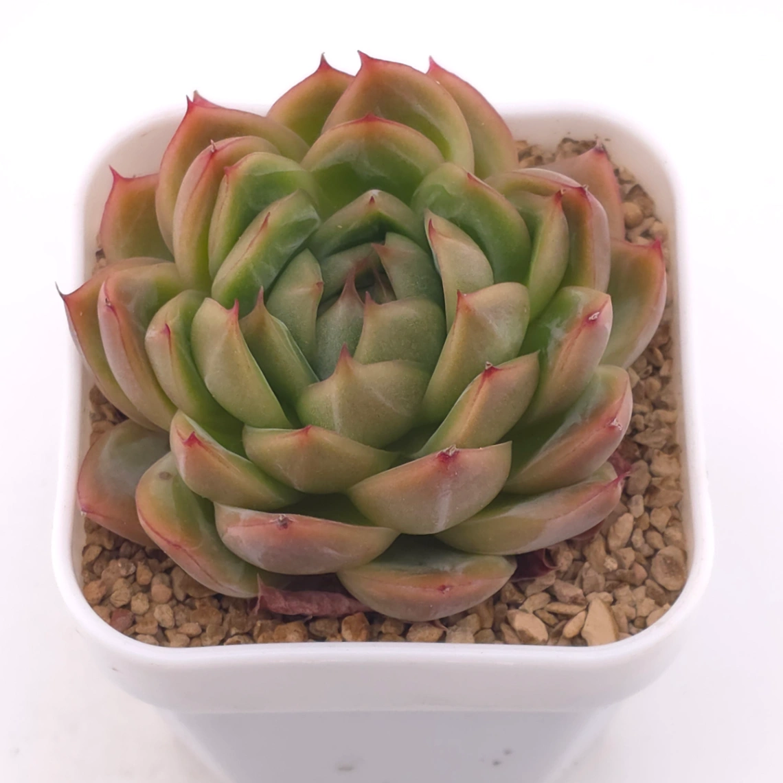 Echeveria ‘Champagne’ | 香檳 - View 1