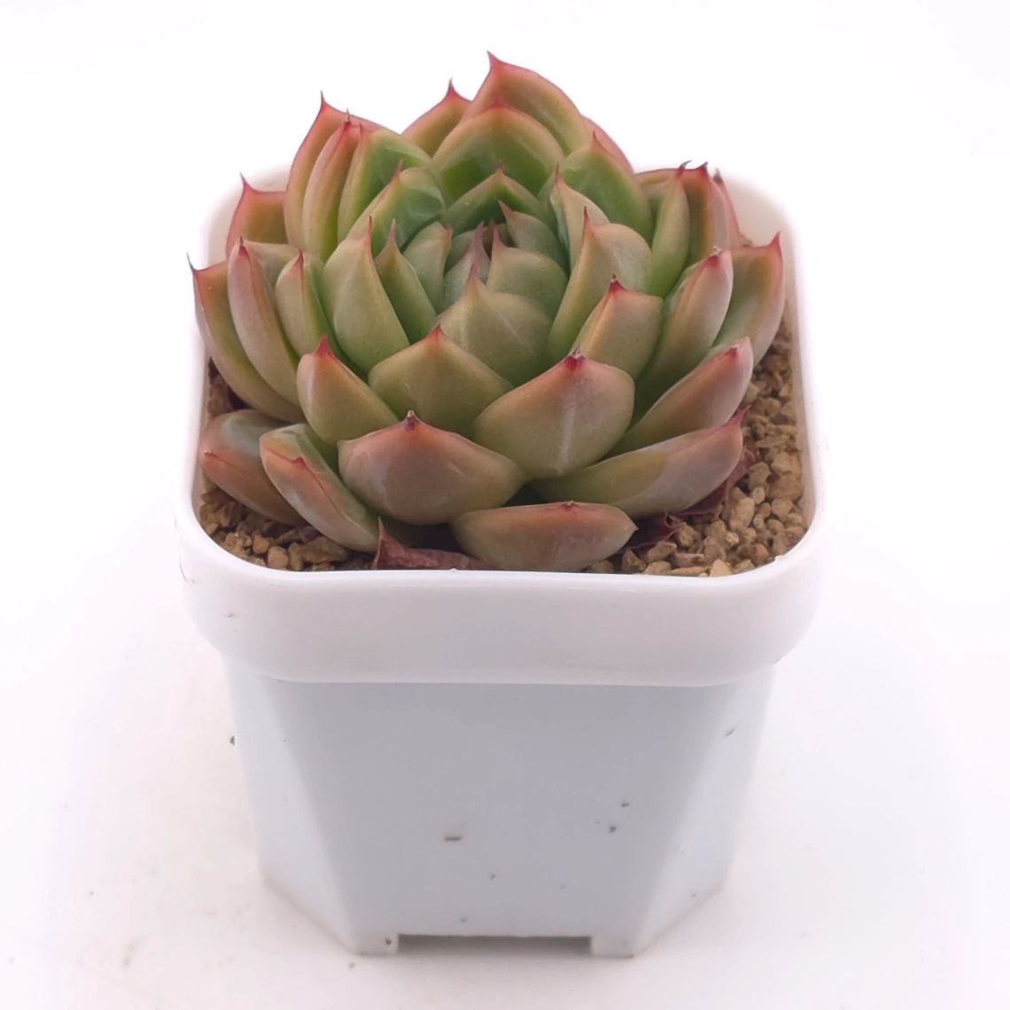Echeveria ‘Champagne’ | 香檳 thumbnail 2