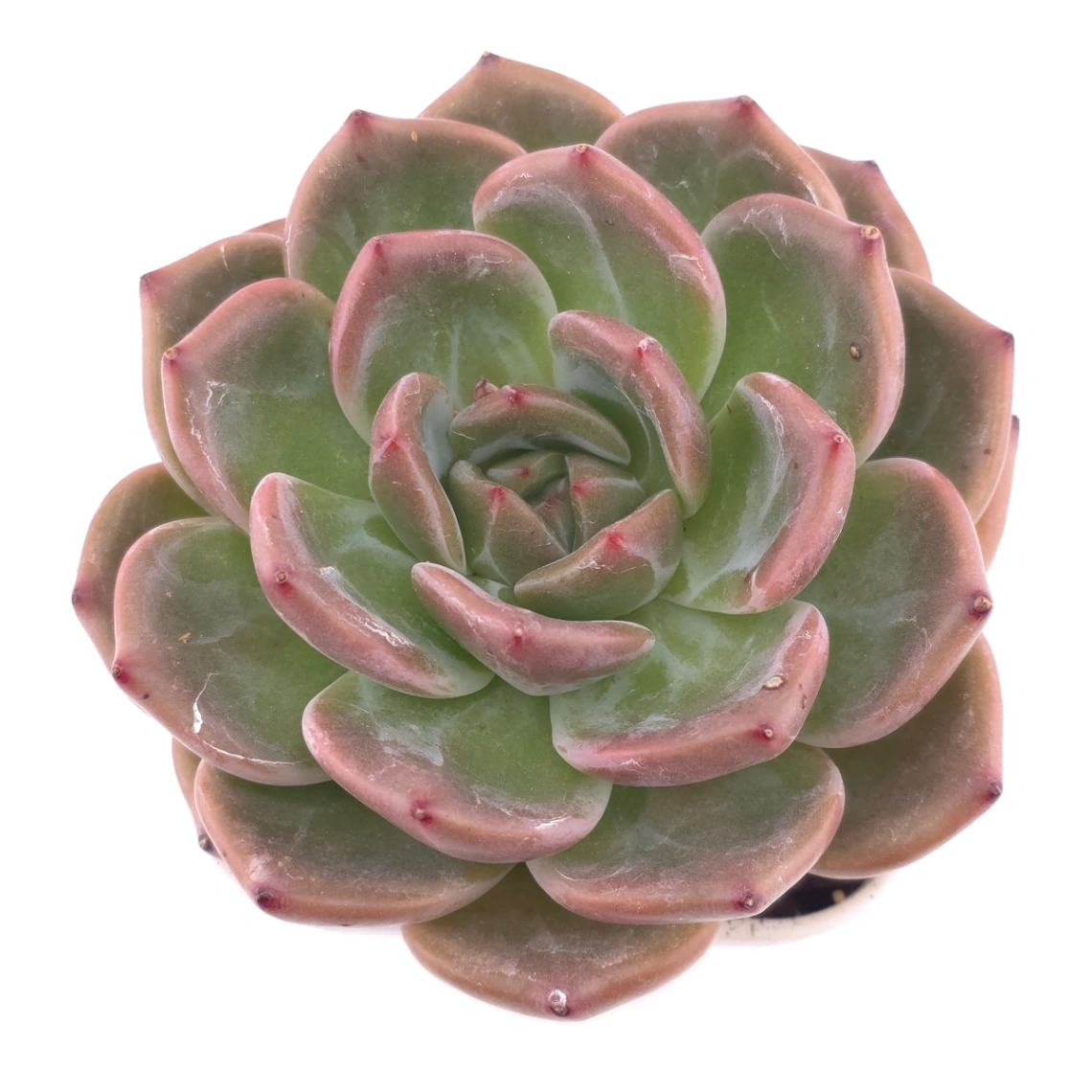 Echeveria ‘Champagne’ | 香檳 - View 1