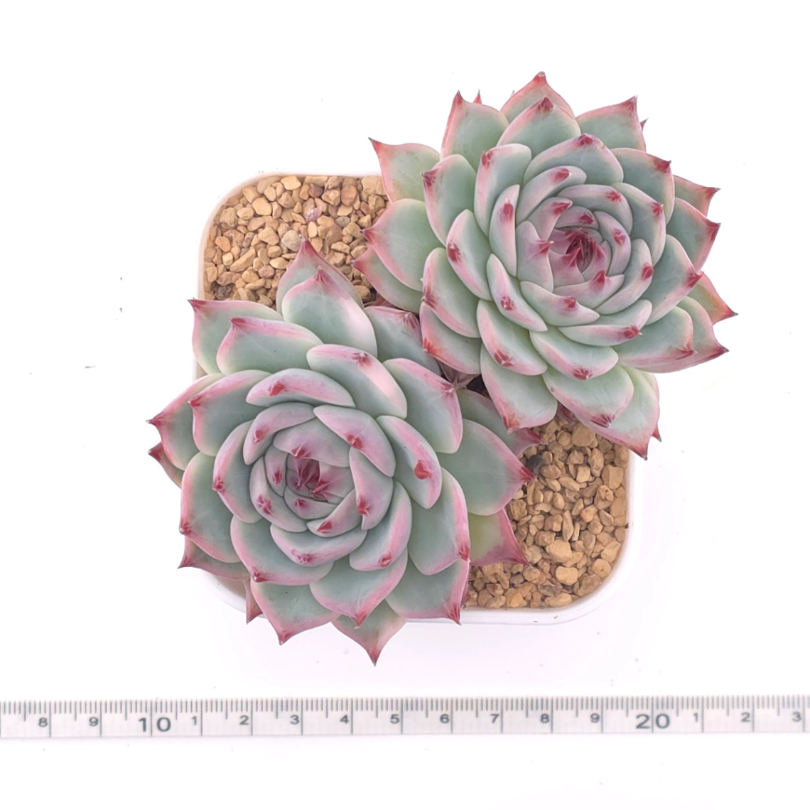 Echeveria chihuahuaensis | 吉娃娃 thumbnail 4