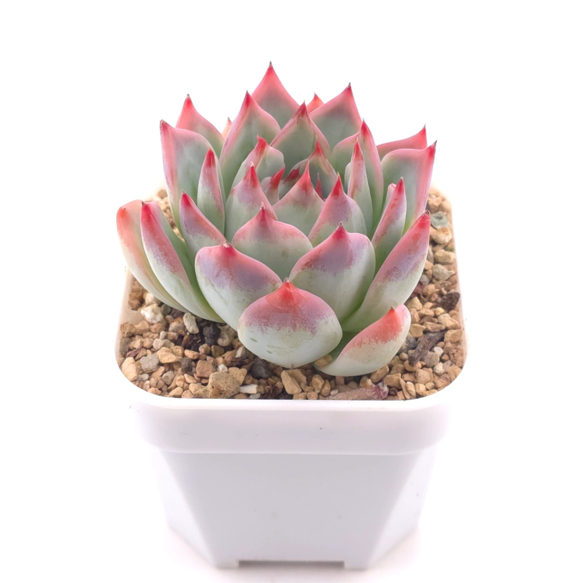 Echeveria chihuahuaensis | 吉娃娃 thumbnail 2