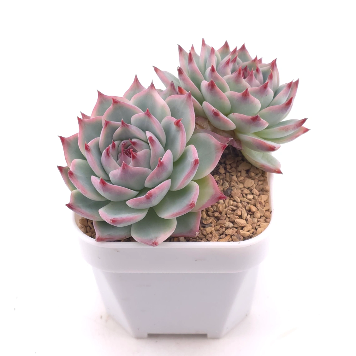 Echeveria chihuahuaensis | 吉娃娃 thumbnail 2