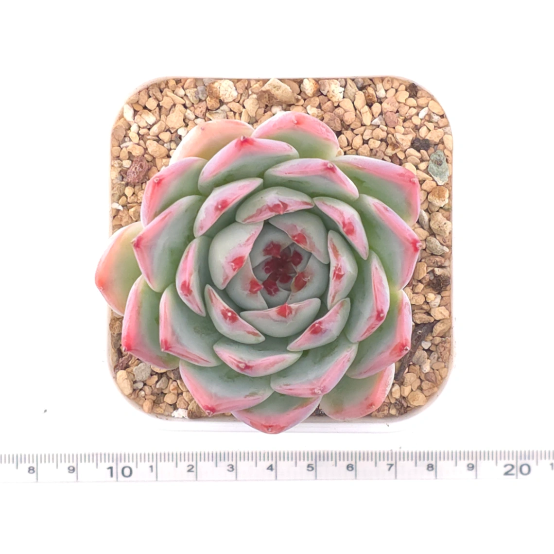 Echeveria chihuahuaensis | 吉娃娃 thumbnail 4