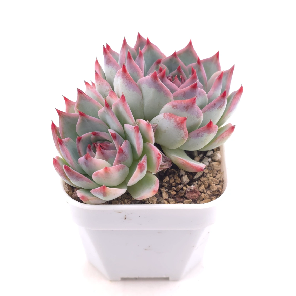 Echeveria chihuahuaensis | 吉娃娃 thumbnail 2