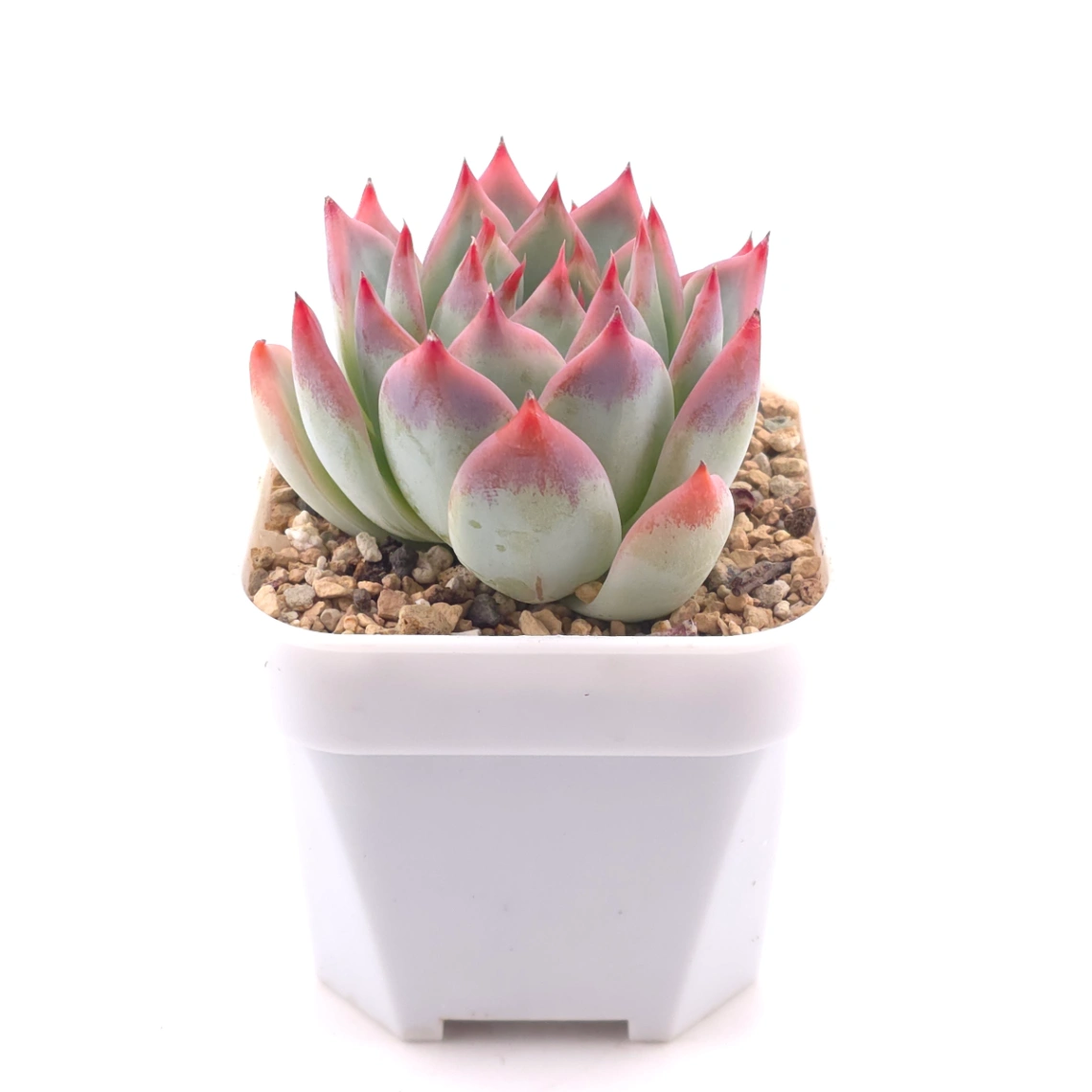 Echeveria chihuahuaensis | 吉娃娃 thumbnail 3