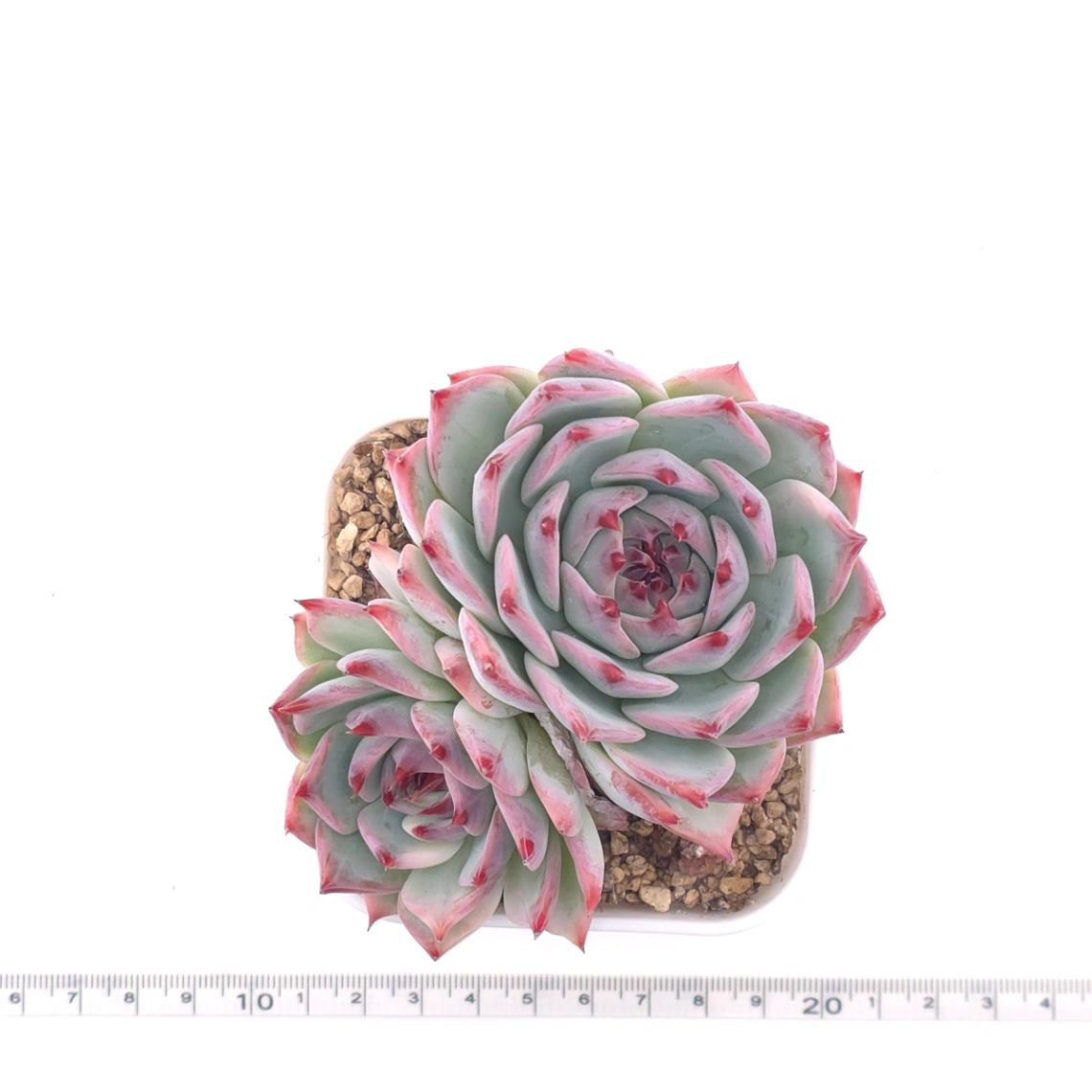Echeveria chihuahuaensis | 吉娃娃 thumbnail 4
