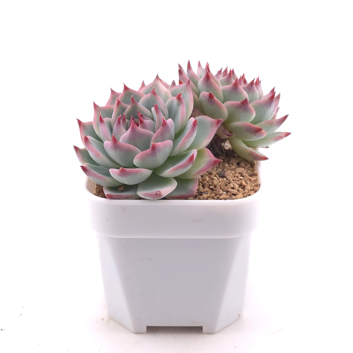 Echeveria chihuahuaensis | 吉娃娃 thumbnail 3