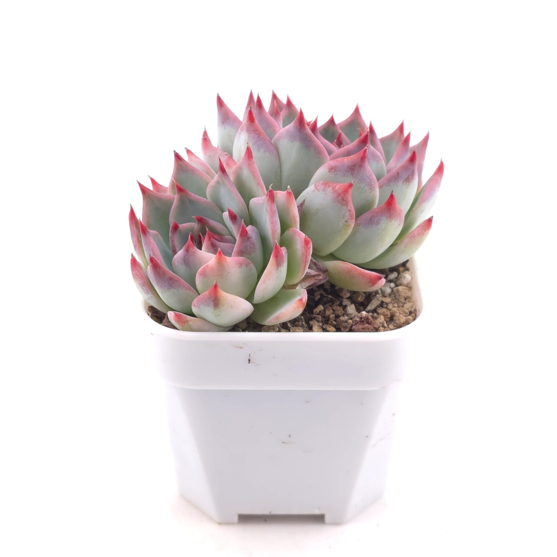 Echeveria chihuahuaensis | 吉娃娃 thumbnail 3