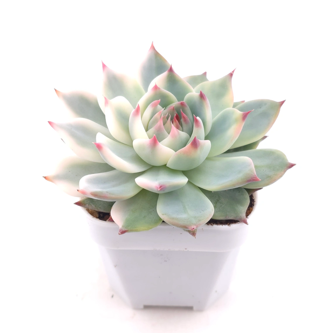 Echeveria chihuahuaensis variegated | 吉娃娃錦 - alternate view