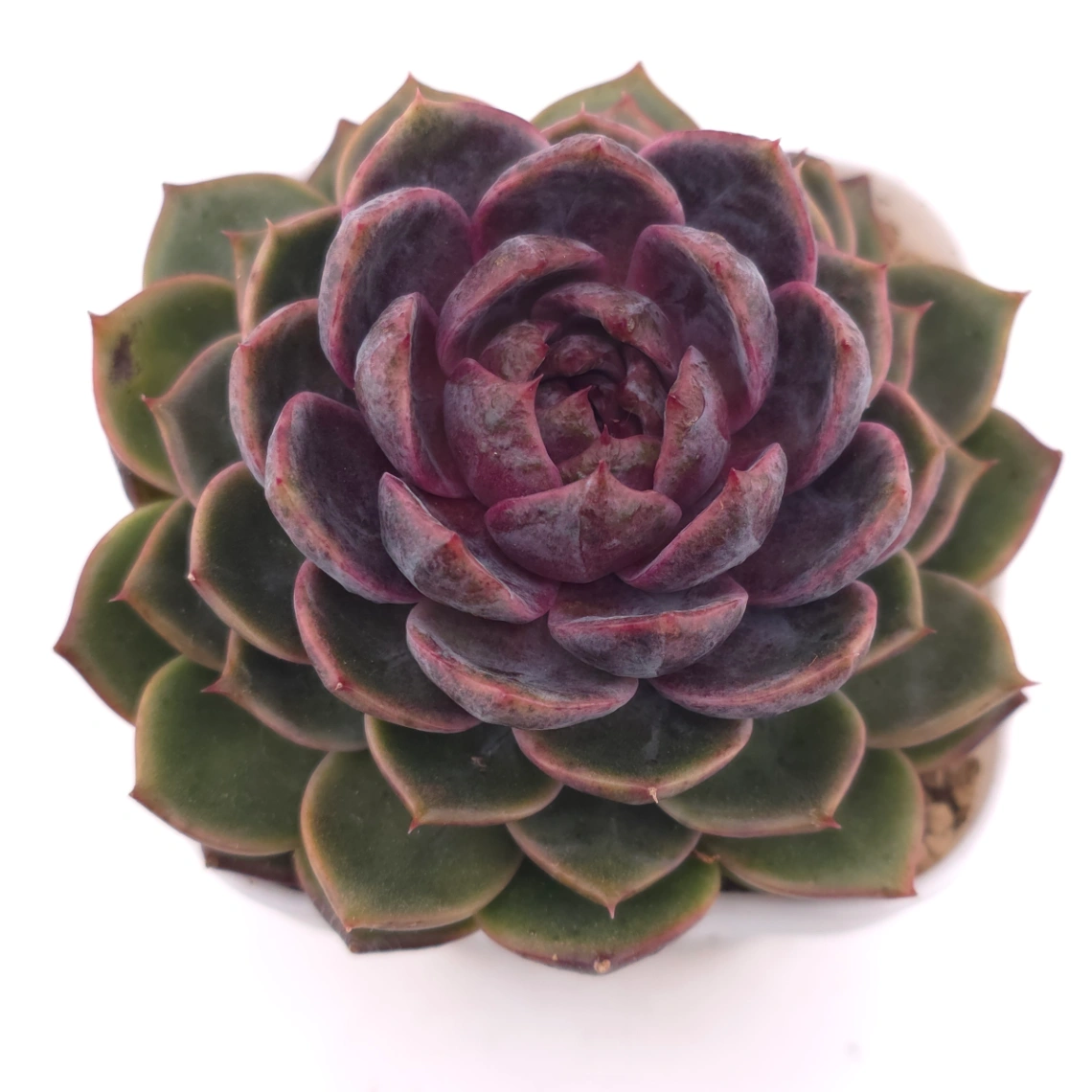Echeveria ‘Chocolate Rose’ | 巧克力玫瑰 - View 1