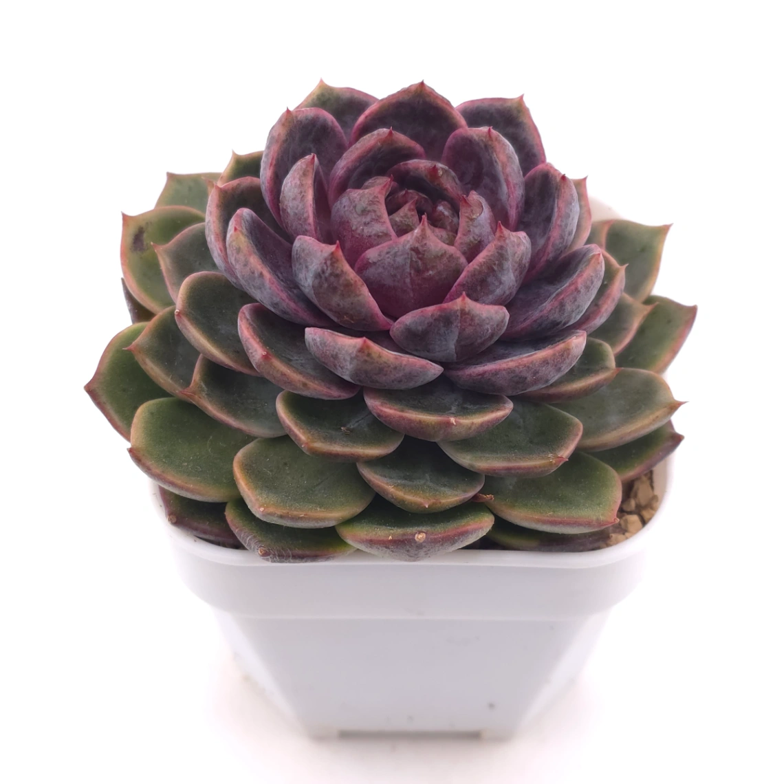 Echeveria ‘Chocolate Rose’ | 巧克力玫瑰 thumbnail 2