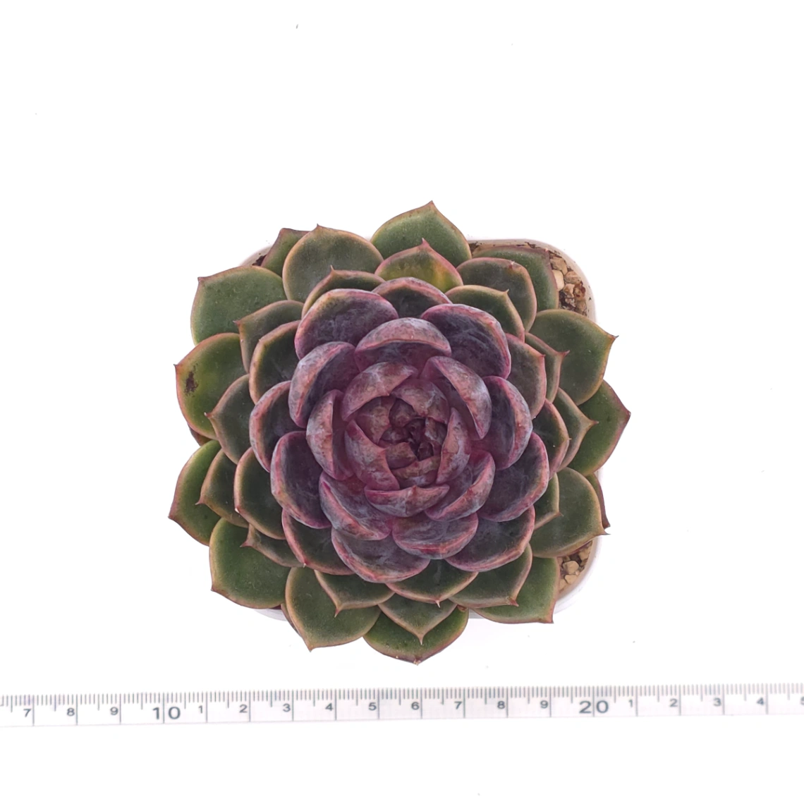 Echeveria ‘Chocolate Rose’ | 巧克力玫瑰 thumbnail 4