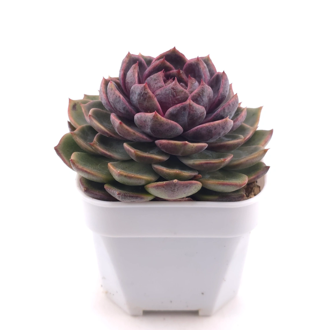 Echeveria ‘Chocolate Rose’ | 巧克力玫瑰 thumbnail 3