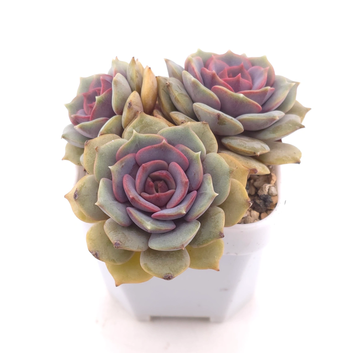 Echeveria ‘Colias’ | 粉蝶 thumbnail 2